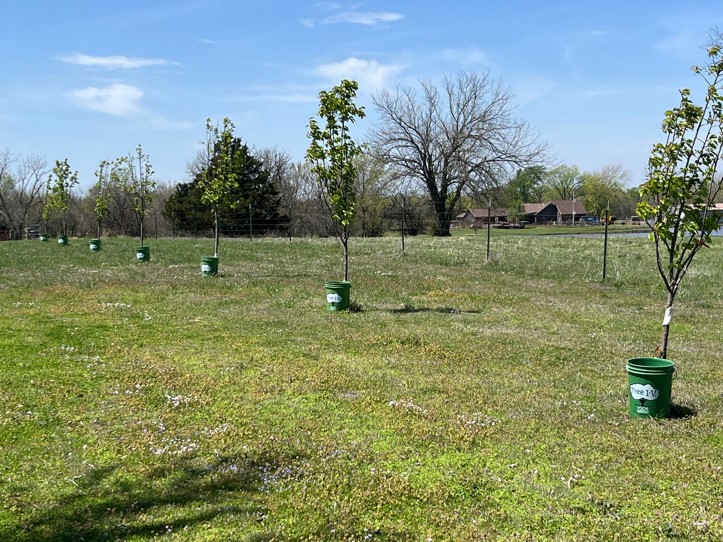 Tree I-V Root Feeder Base System
