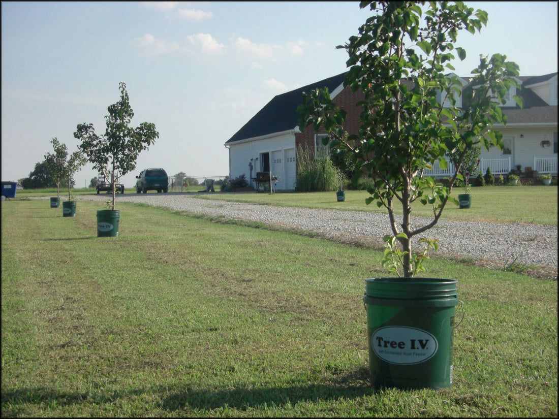 How to Water New Trees for Deep Root Growth