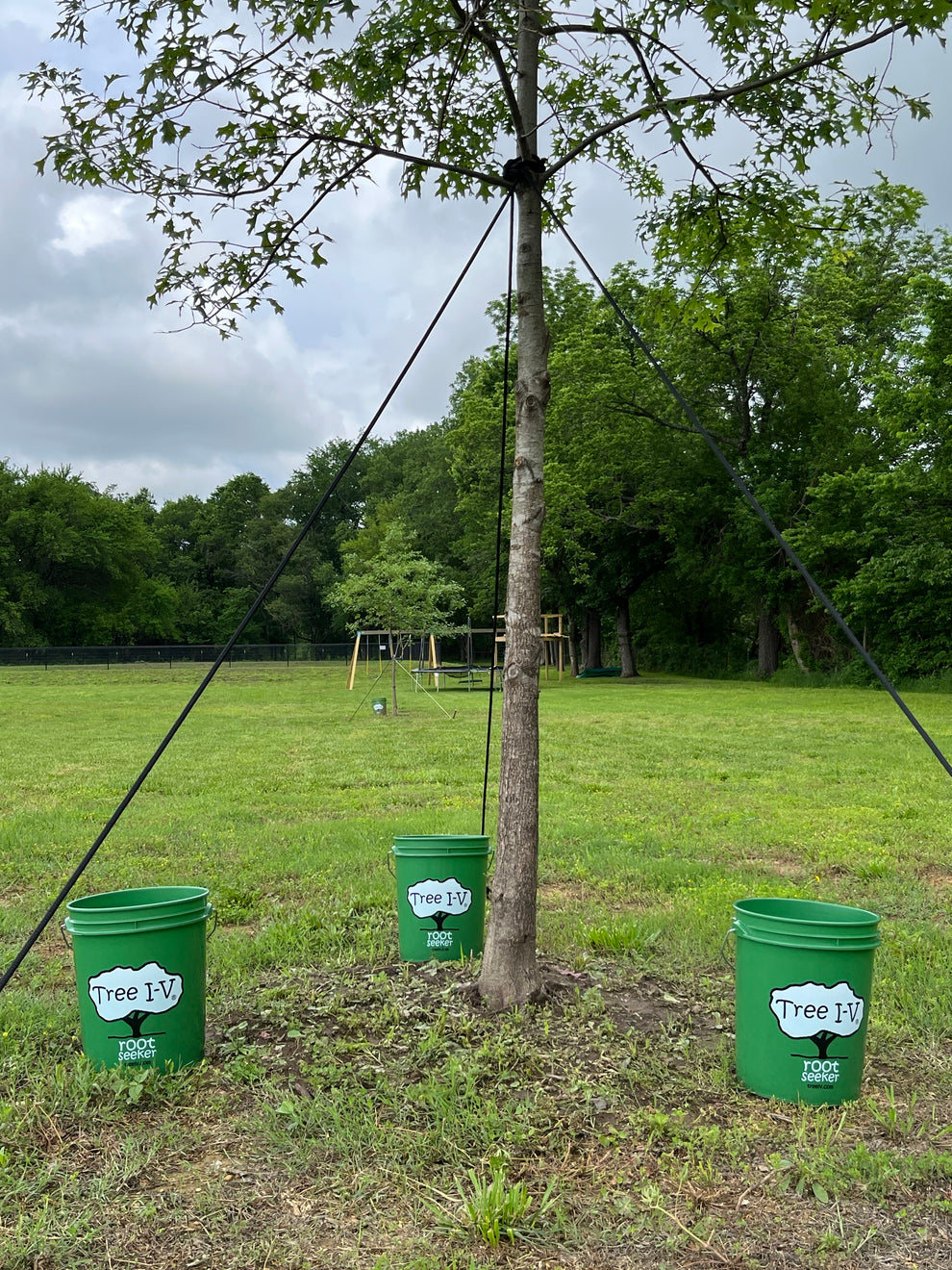 Tree I-V Root Feeder Base System